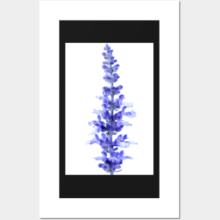 Salvia farinacea  &#39;Fairy Queen&#39;  Sage Posters and Art